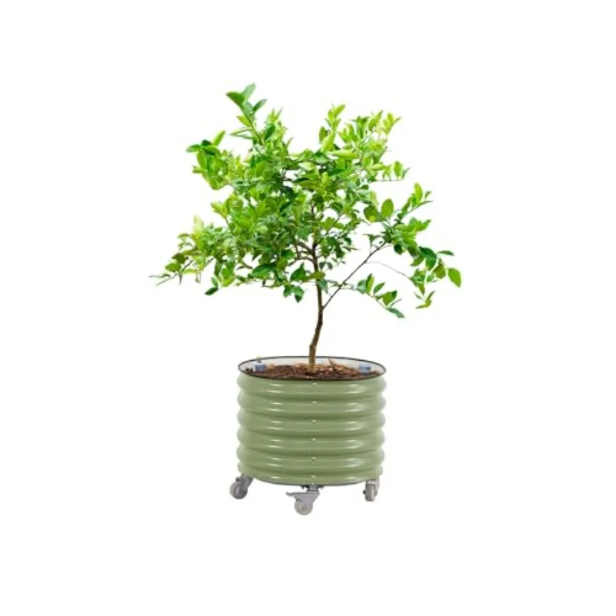 Self Watering Planter - Kwadratowe doniczki do uprawy drzew cytrusowych,