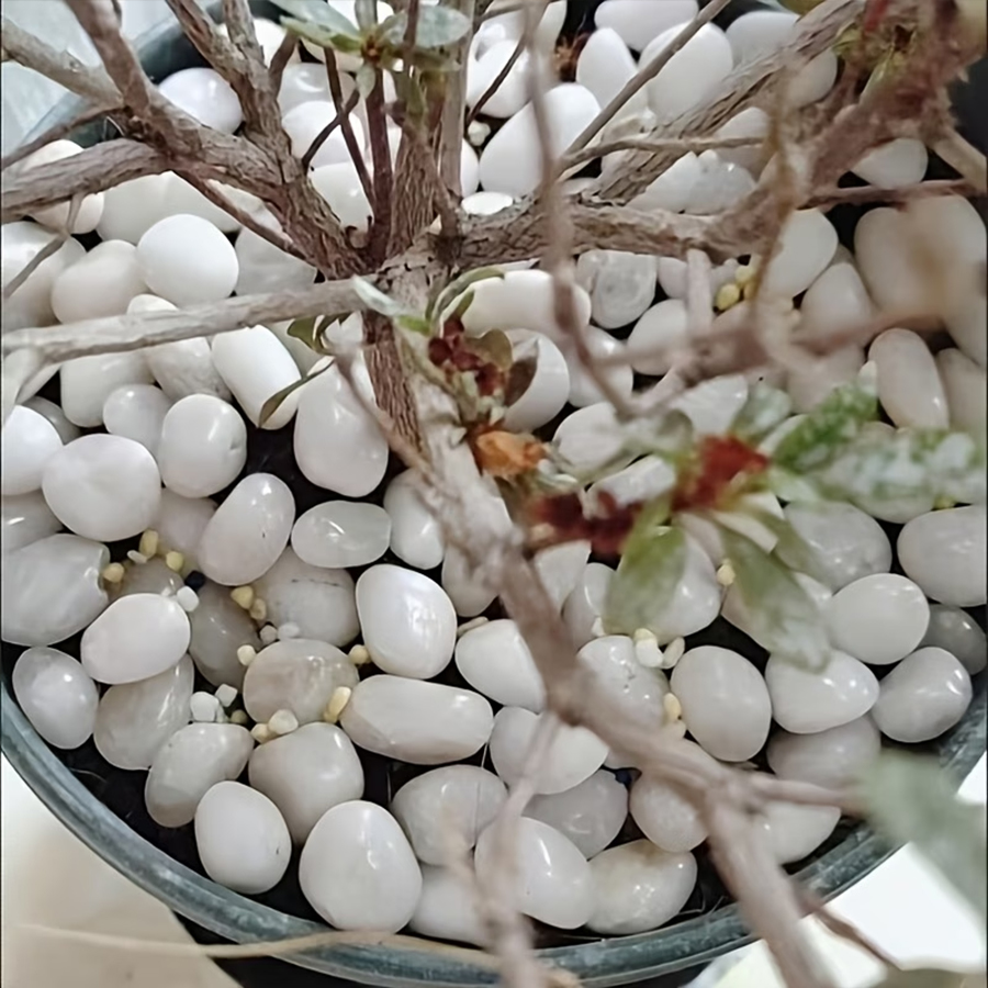 300/600g Polerowane białe kami – Indoor Herb Garden recenzja i cena