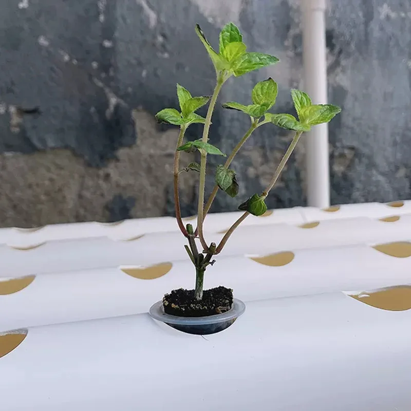 Zestaw do uprawy bez gleby, sy – Hydroponic Kit recenzja i cena