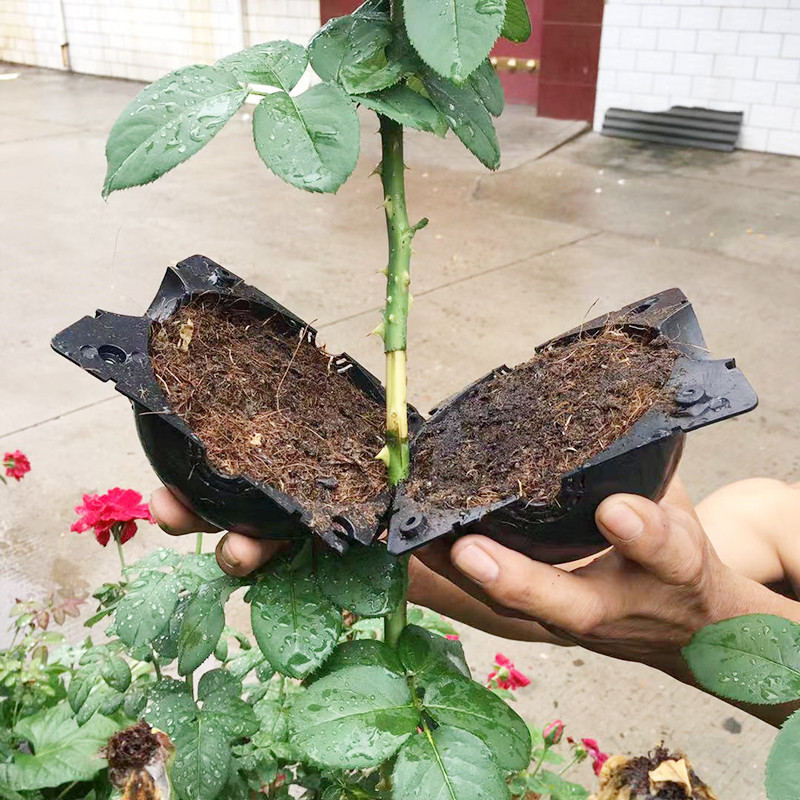 Kula do ukorzeniania roślin Pu – Seed Starter Tray recenzja i cena
